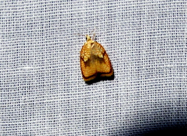 Acleris forsskaleana - juharos levélmoly