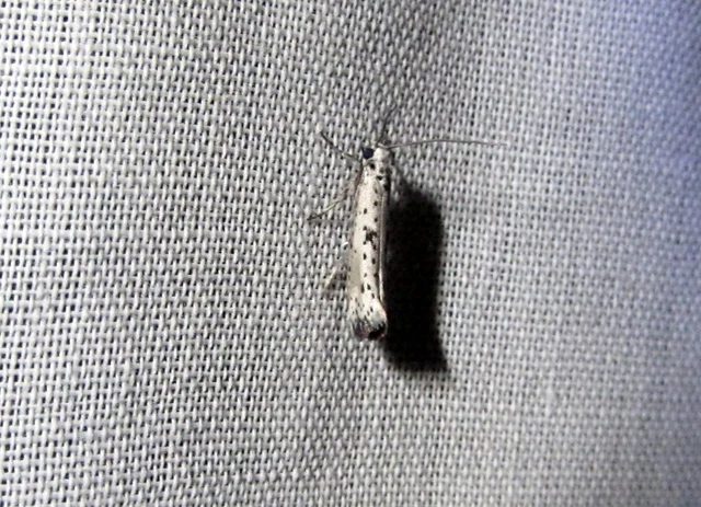 Yponomeuta plumbella - pókhálós bengemoly