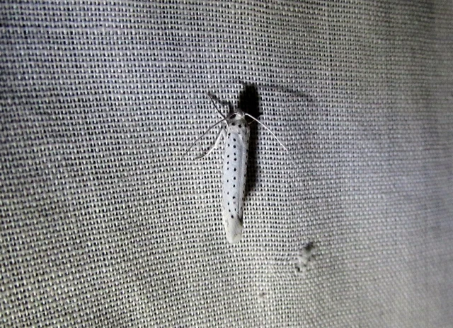 Yponomeuta evonymella - pókhálós májusfamoly