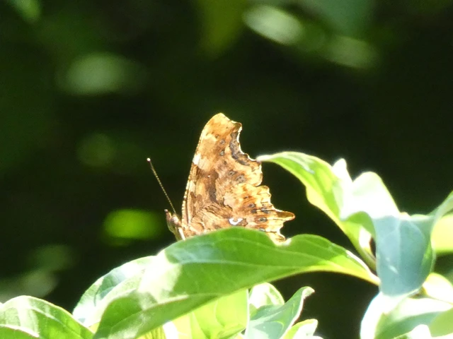 Nymphalis c-album - C-betűs lepke