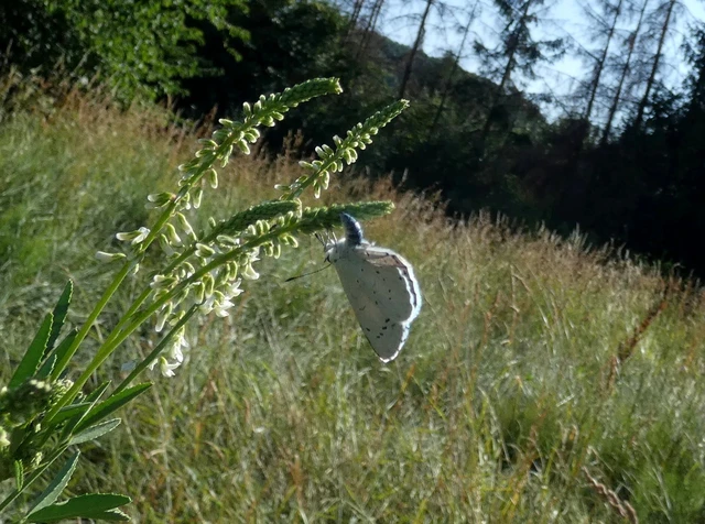 Celastrina argiolus - bengeboglárka