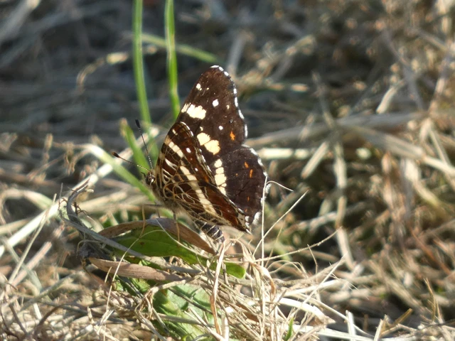 Araschnia levana - pókhálós lepke