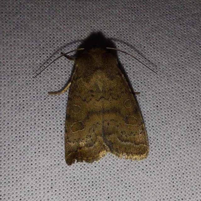 Hoplodrina octogenaria - barna selymesbagoly