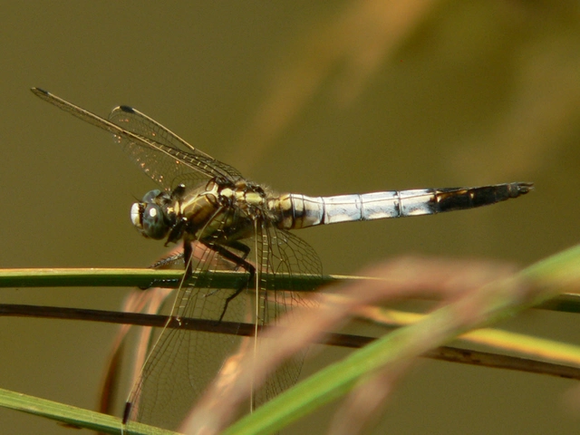 Orthetrum albistylum - fehérfarkú pásztorszitakötő