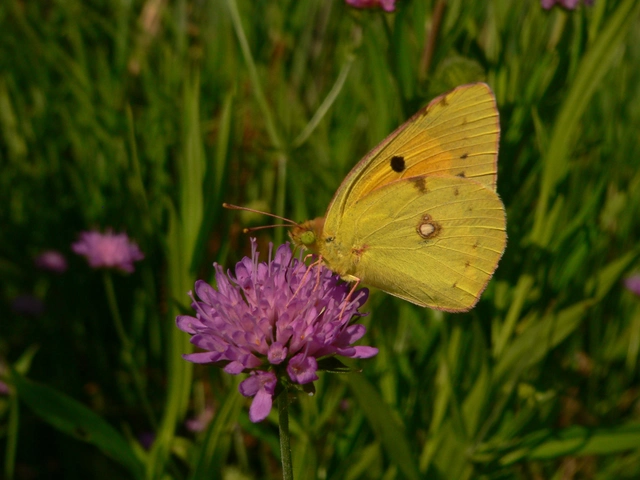 Colias croceus - sáfránylepke