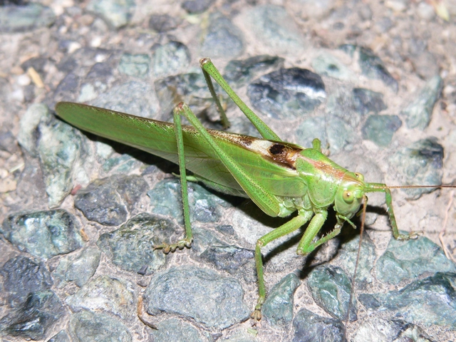 Tettigonia viridissima - zöld lombszöcske