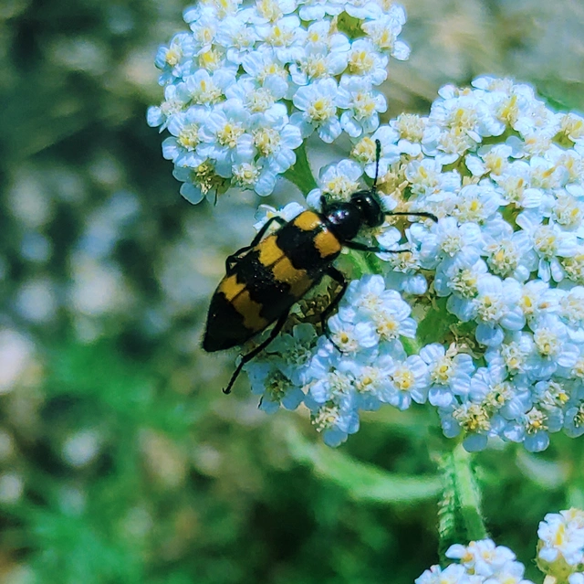 Mylabris variabilis - szalagos hólyaghúzó Mylabris variabilis - szalagos hólyaghúzó