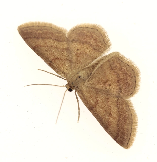 Scopula rubiginata - réti pirosaraszoló