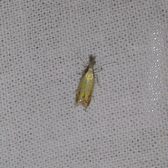 Holoscolia huebneri - sarlósszárnyú csíkosmoly