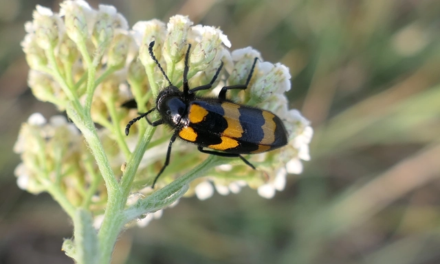 Mylabris variabilis - szalagos hólyaghúzó Mylabris variabilis - szalagos hólyaghúzó