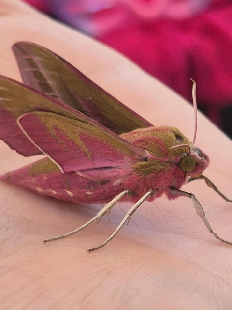 Deilephila elpenor - szőlőszender