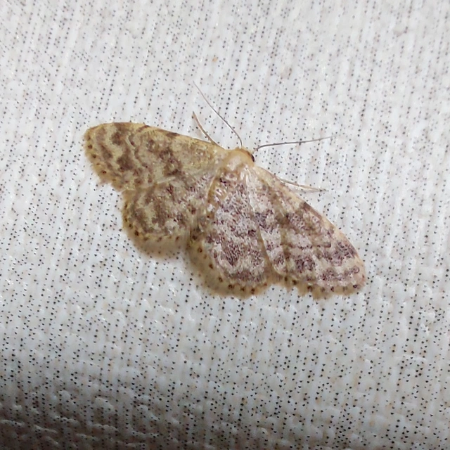 Idaea inquinata - mintás apróaraszoló