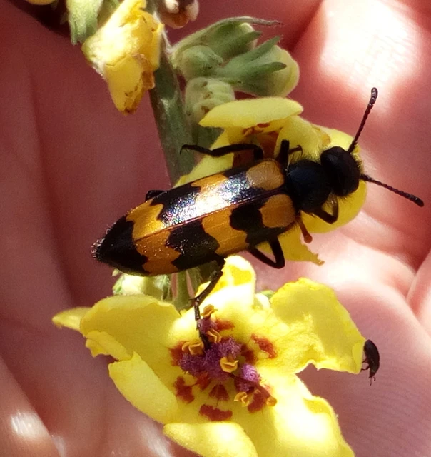 Mylabris variabilis - szalagos hólyaghúzó Mylabris variabilis - szalagos hólyaghúzó
