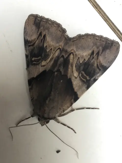 Catocala fulminea - galagonya-övesbagoly