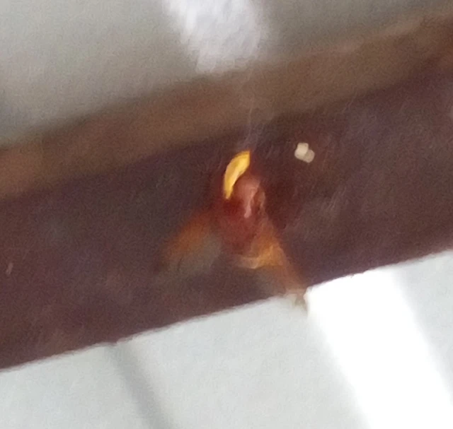 Volucella zonaria - kétöves pihelégy Volucella zonaria - kétöves pihelégy