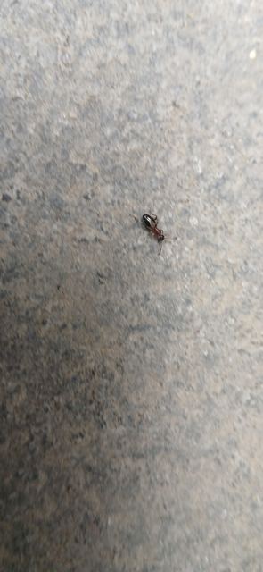Anthelephila pedestris - hangyaszerű fürgebogár