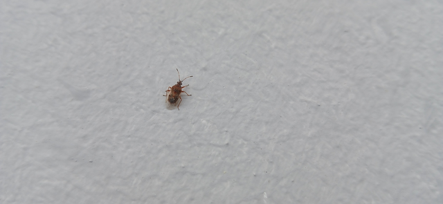 Kleidocerys resedae - nyírbodobács