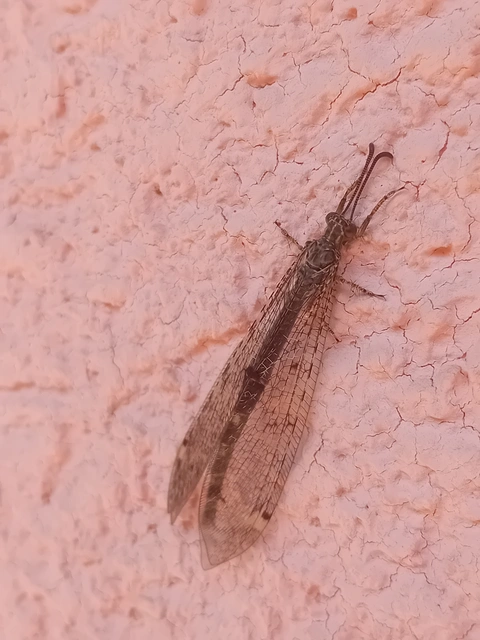 Distoleon tetragrammicus - négyfoltos hangyaleső