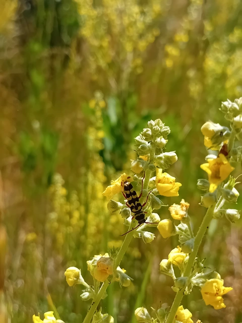 Echinocerus floralis - lucerna-darázscincér