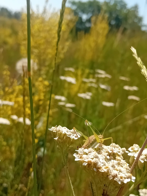 Leptophyes albovittata - közönséges virágszöcske