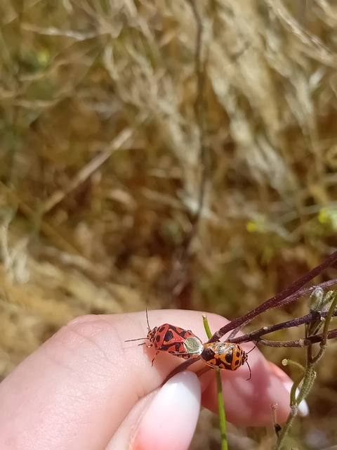 Eurydema ornata - díszespoloska Eurydema ornata - díszespoloska