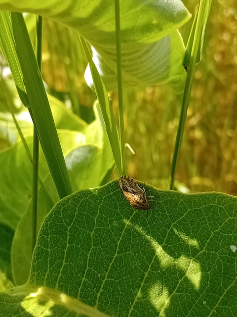 Eurygaster