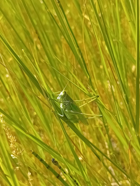 Gampsocleis glabra - tőrös szöcske