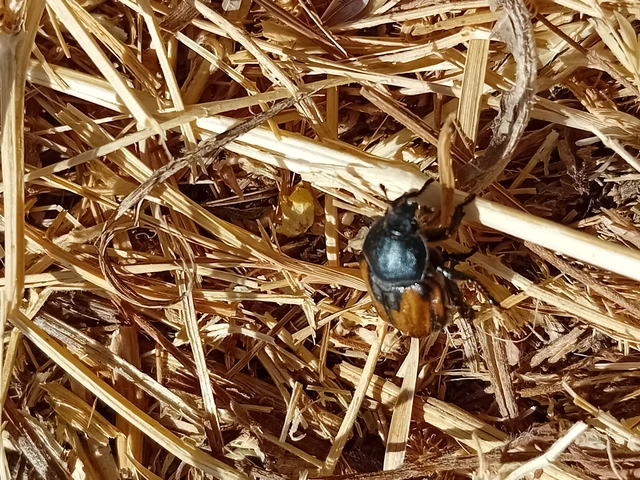 Anisoplia austriaca - osztrák szipoly