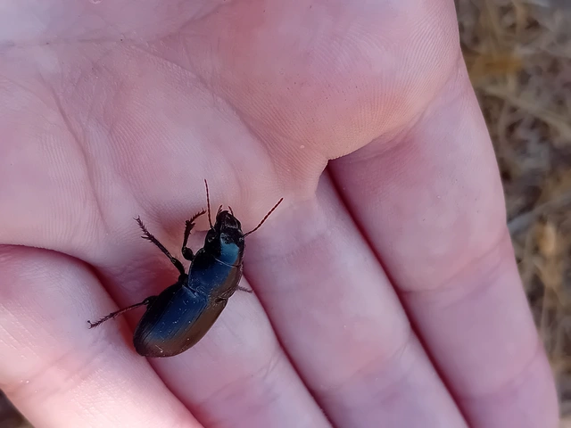Acinopus ammophilus - nagy aknásfutó