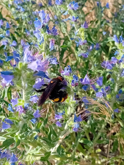 Megascolia maculata - óriás-tőrösdarázs