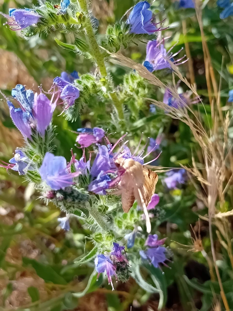 Heliothis peltigera - nagy veteménybagoly