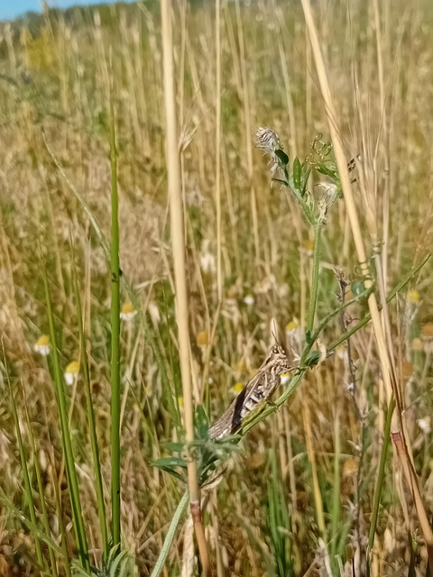 Chorthippus brunneus - közönséges tarlósáska