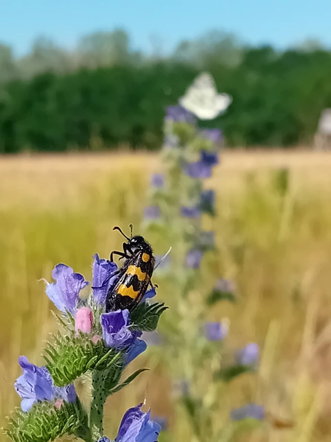 Mylabris variabilis - szalagos hólyaghúzó Mylabris variabilis - szalagos hólyaghúzó