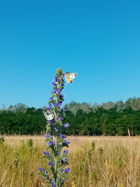 Pontia edusa - rezedalepke