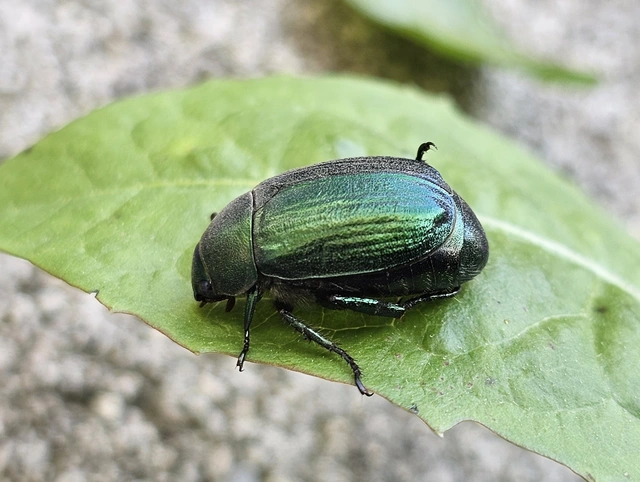 Anomala vitis - nagy fináncbogár