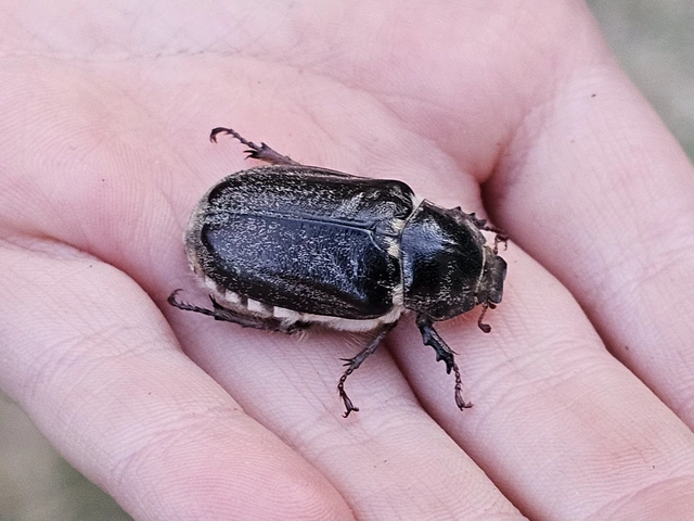 Anoxia pilosa - pusztai cserebogár