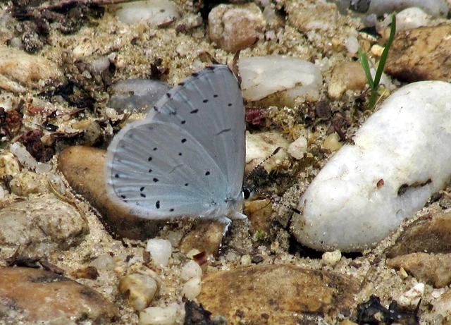 Celastrina argiolus - bengeboglárka