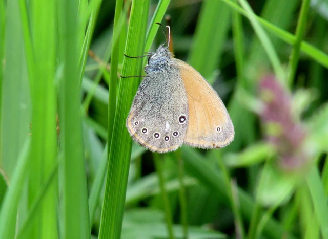 Coenonympha glycerion - közönséges szénalepke