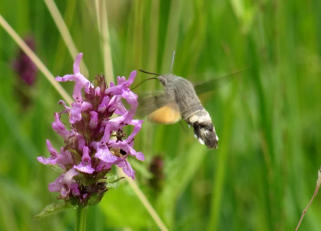 Macroglossum stellatarum - kacsafarkú szender