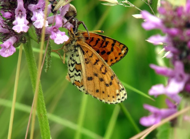 Melitaea didyma - tüzes tarkalepke