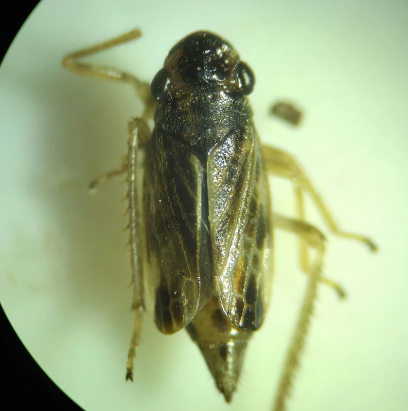 Evacanthus acuminatus