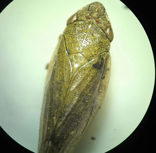 Aphrophora salicina