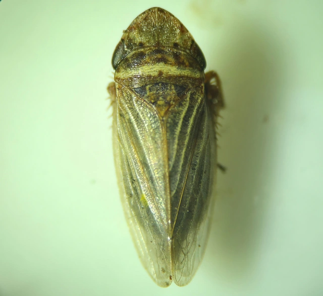 Aphrodes