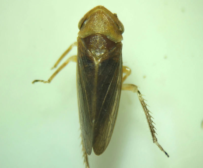 Macropsis