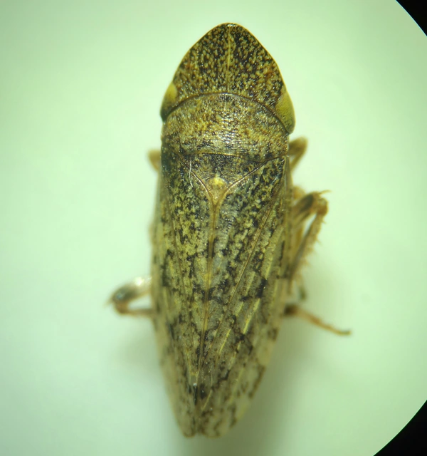 Aphrodes