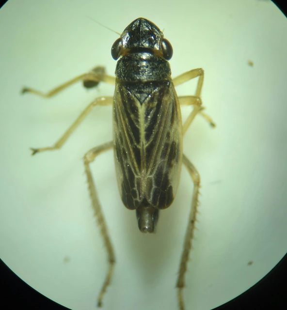 Evacanthus acuminatus