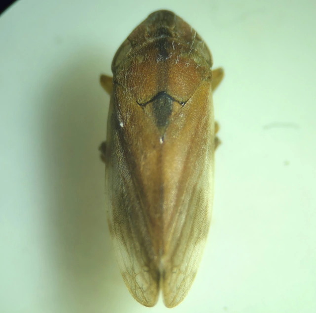 Neophilaenus