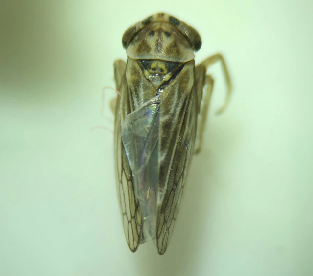 Anaceratagallia