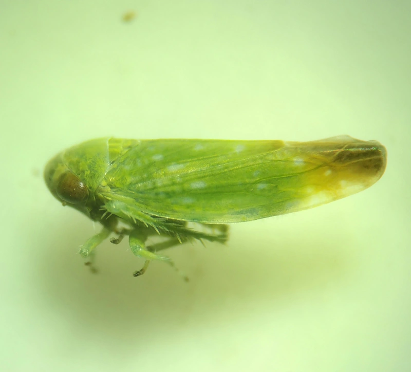 Opsius