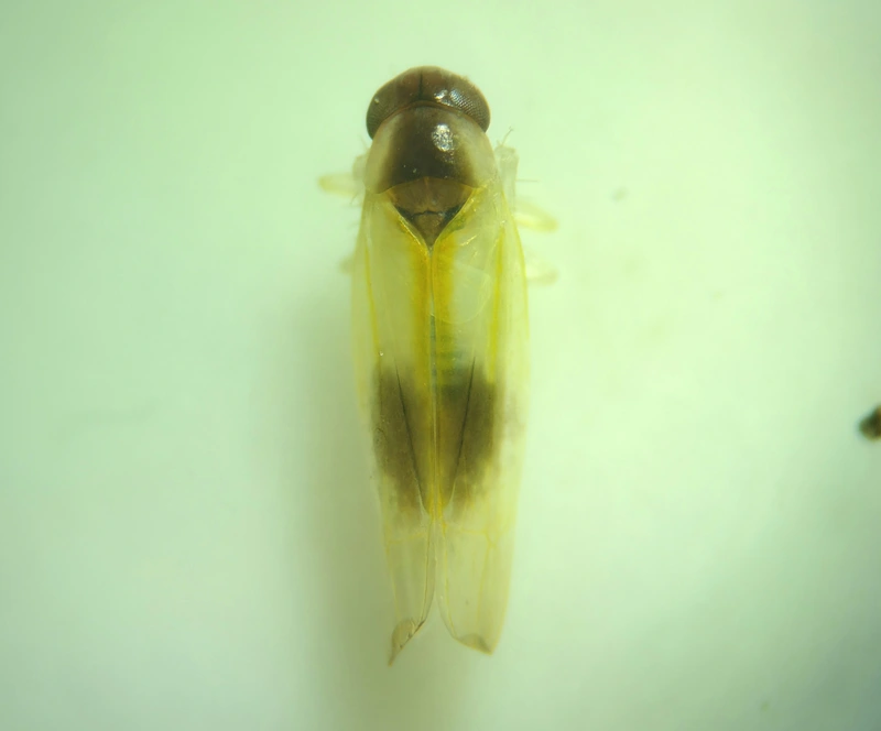 Alebra wahlbergi